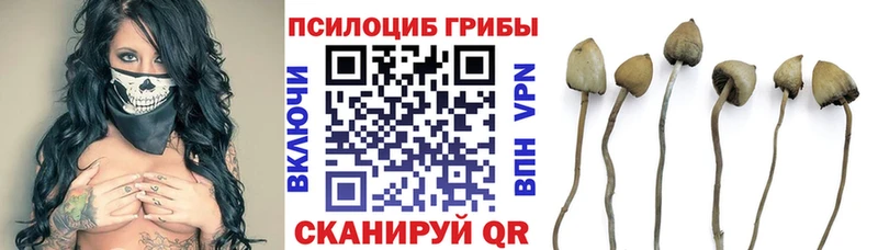 Псилоцибиновые грибы мицелий  купить наркоту  Кимры 
